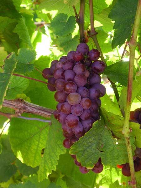 On the wine tasting tour