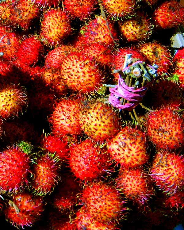 Ranbutan fruit